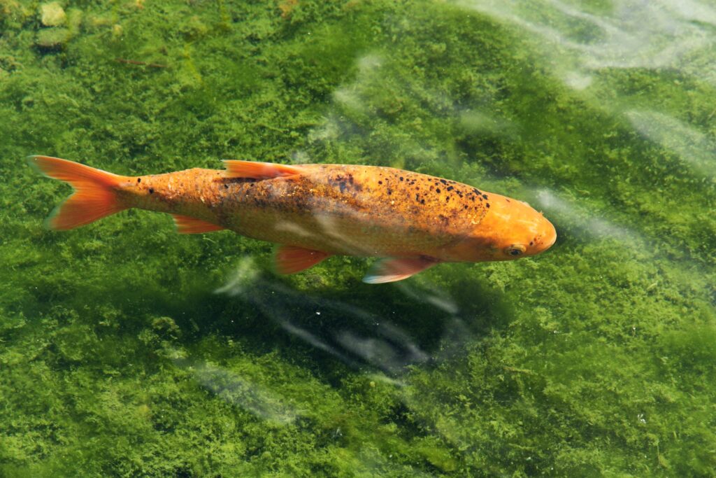 Orange japanese koi carp in a pond, green algae on the bottom of the pond and carp, pebbles on the bottom of the pond