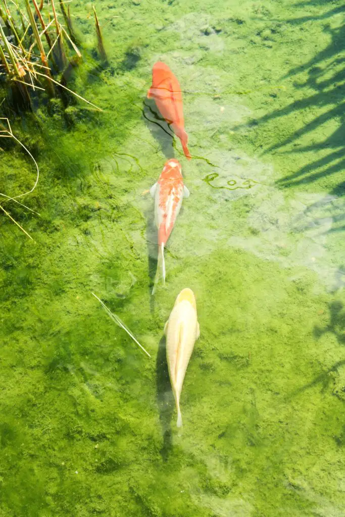 Three koi carp in a pond, bottom of the pond with green algae
