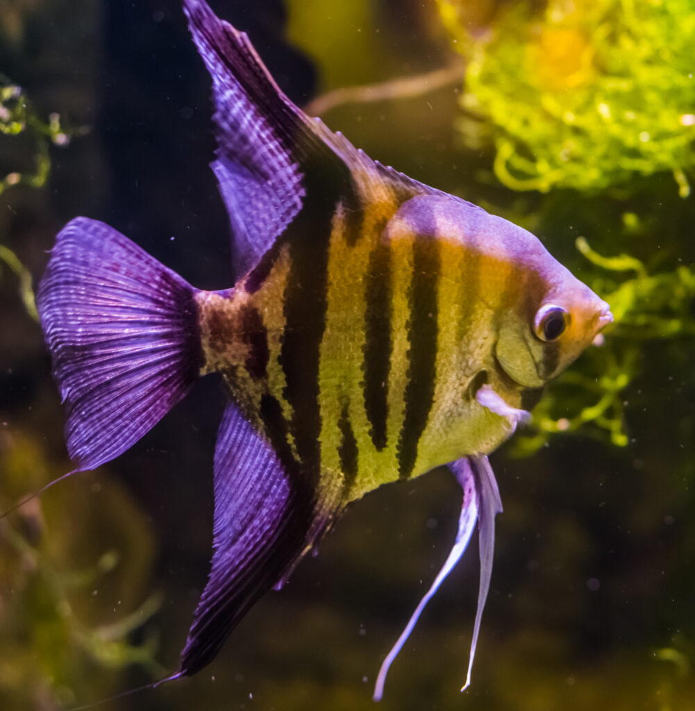 A closeup of a freshwater angelfish, beautiful and popular aquarium pet, tropical fish from the amazon basin