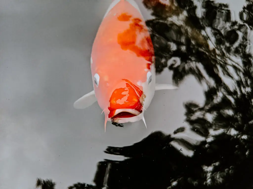 A closeup of koi fish - a colored variety of the Amur carp