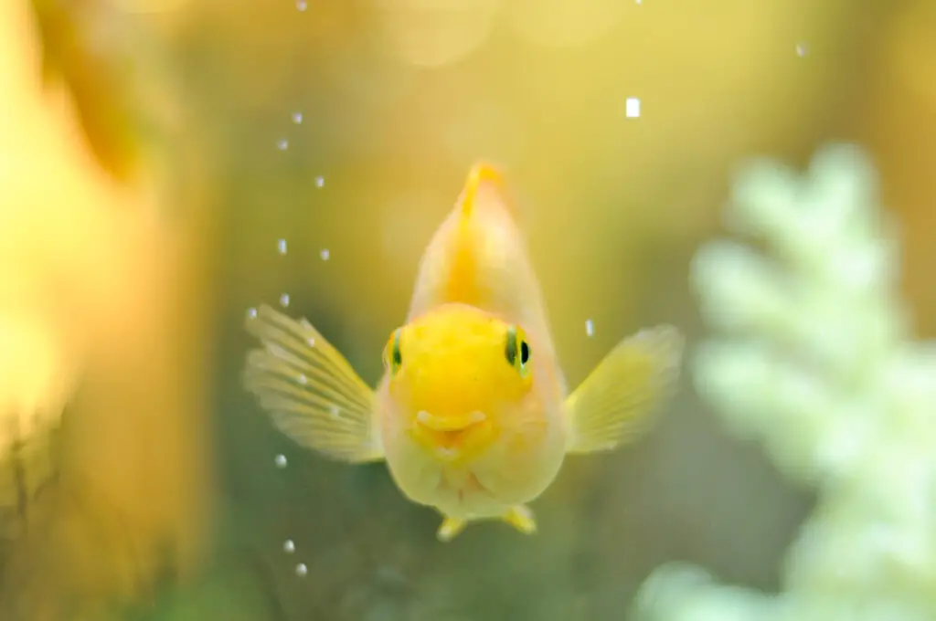 A happy smiling gold parrot fish with bubbles in an aquarium