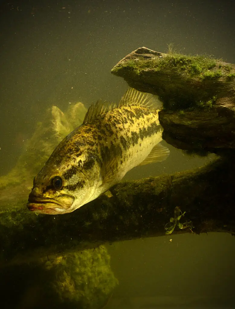 A large mouth bass fish underwater