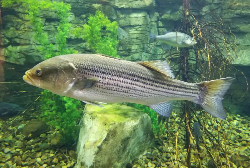 A large striped bass swimming inside an aquarium