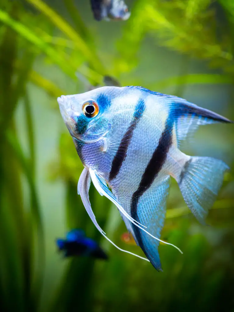 A portrait of a zebra Angelfish in tank fish with blurred background Pterophyllum scalare