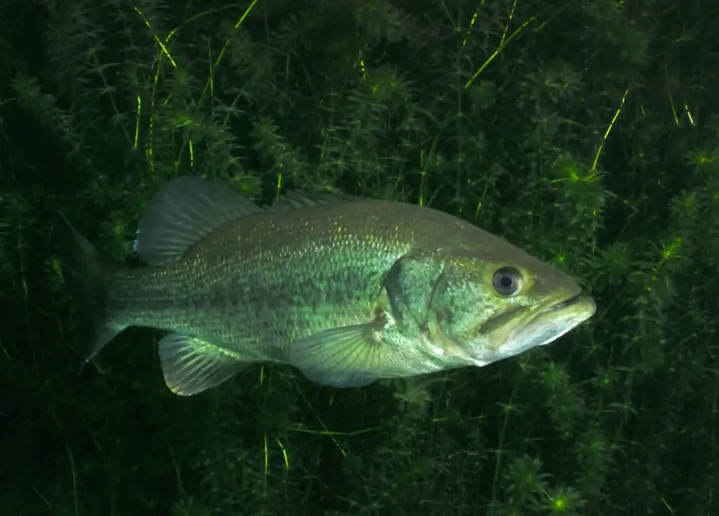 A Largemouth Bass, Micropterus salmoides, floats motionless with hydrilla plants as a back drop under the scuba diving entry platform at Vortex Springs in Florida. Adults consume smaller fish (bluegill), crawfish (crayfish