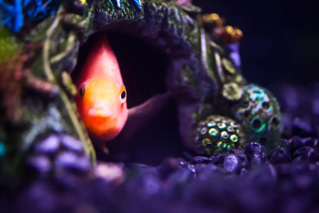 A small orange `Blood Parrot` cichlid fish peeking out of a cave aquarium decoration. The image has a strong rule of thirds composition and a strong color theme of blue & orange.