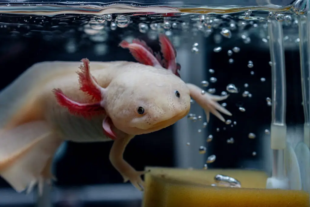 Adorable axolotl swims next to bubbles in the water