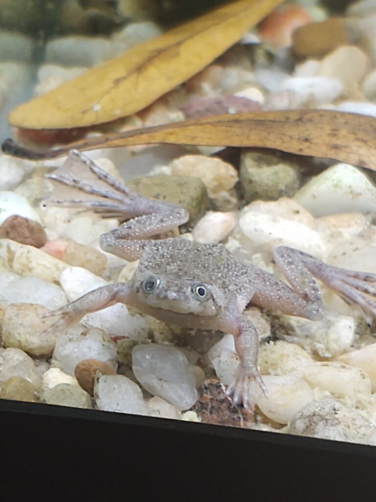 Adult Male African Dwarf Frog