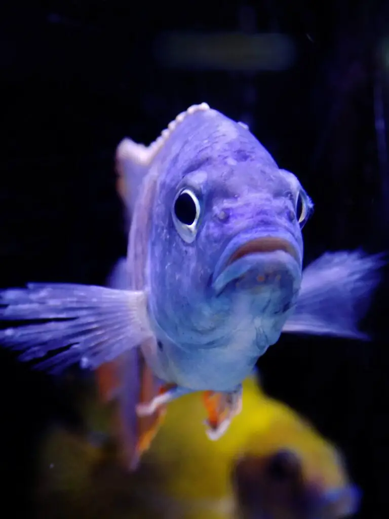 African Cichlid tropical fish in an aquarium