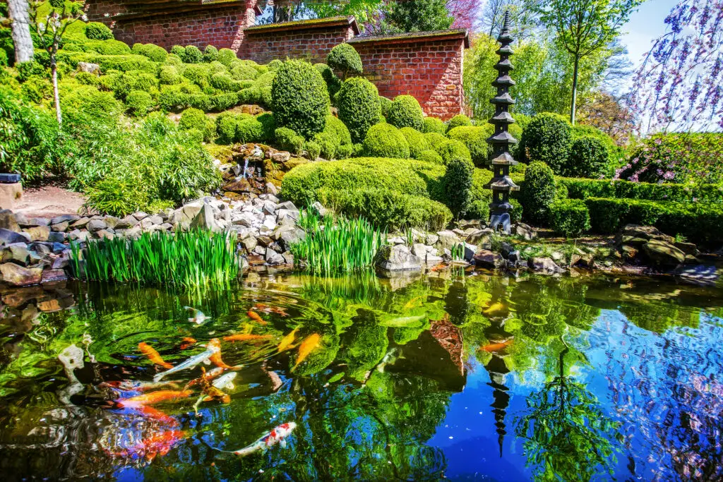 Amazing cherry blossom in Japanese garden in Kaiserslautern. Pond with KOI carps and stone lantern (pagoda) in centre and bushes