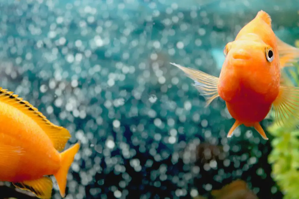 An orange parrot fish lives in isolation at home.