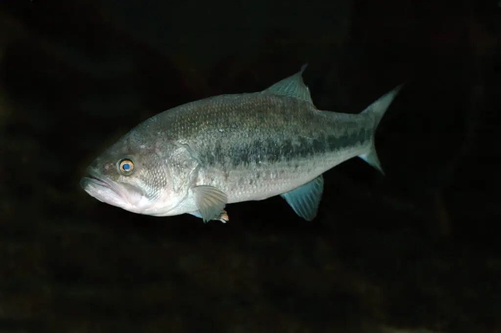 Bass, deep underwater. Photographed with a Nikon f1.8 50mm lens and a flash.