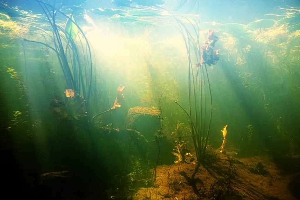 Beautiful Underwater view of a pond in summer