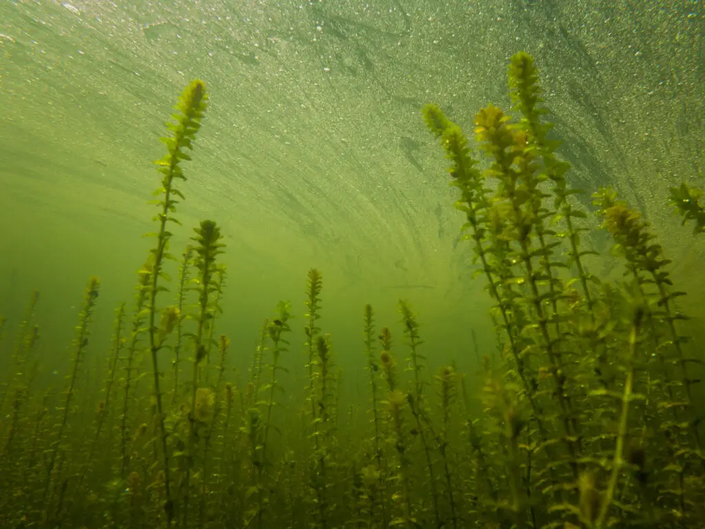 Canadian Elodea Waterweed Growing Underwater In a Pond, County Wicklow
