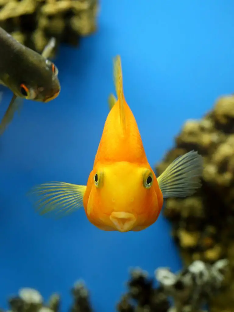 Cichlasoma parrot. Aquarian fish close up