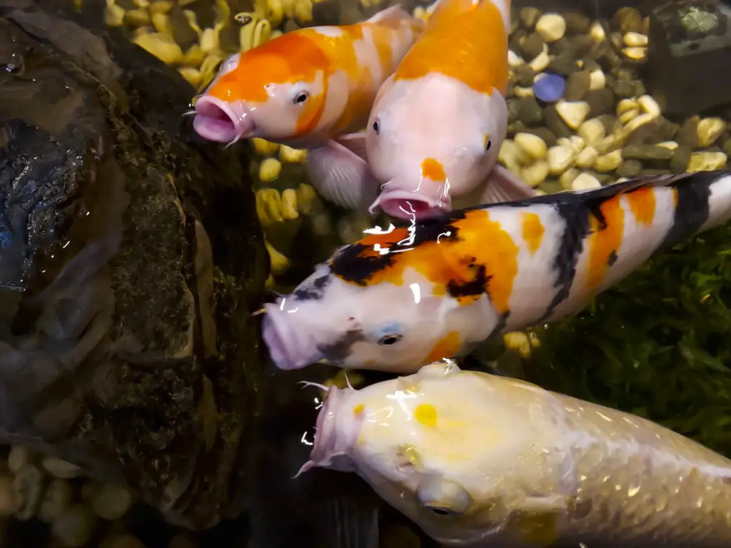 Close-up of koi fish in a pond competing for feed in a pond in a park in Taipei, Taiwan.