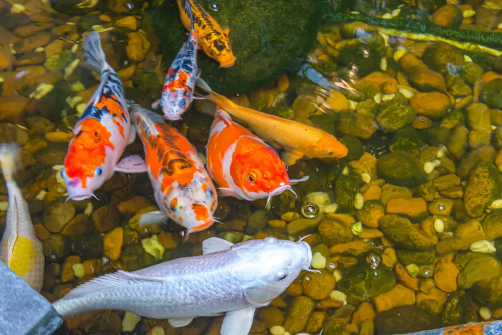 Close-up photo of beautiful Japanese Koi fish swimming in the pool