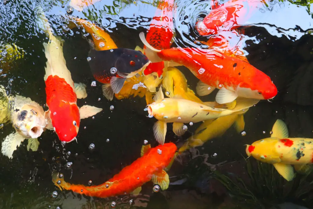 Closeup of colorful koi fish swimming in the pond.