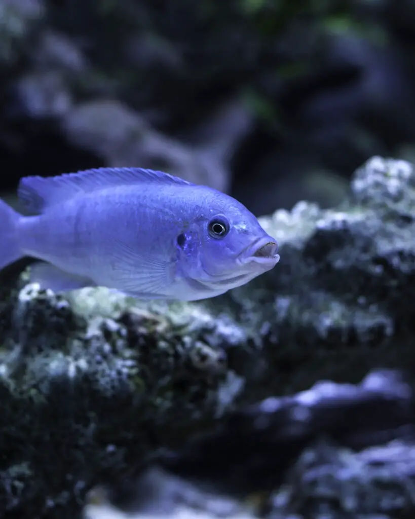 Cobalt Blue Zebra African Cichlid. This fish originates from Lake Malawi.