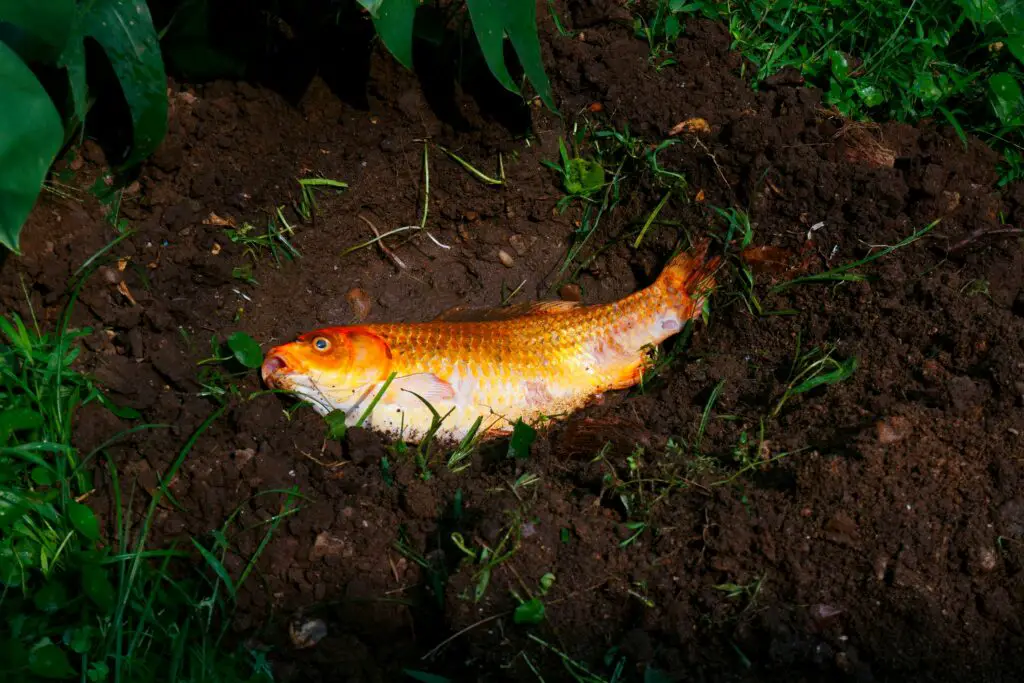 Dead fancy carp fishs or Koi carp fishs diseases infected on pit soil