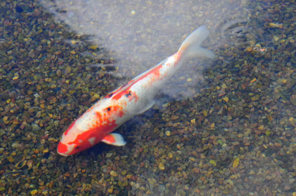 Koi fish carp swimming in reflecting pool in front of the botanical building at the Casa del Prado in San Diego, California.