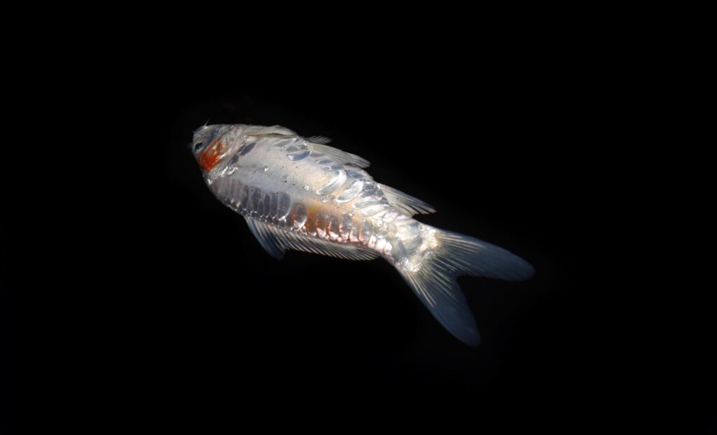 Kohaku Koi fish died due to poor water quality i.e. ammonia poisoning. Isolated on black. Right upper view