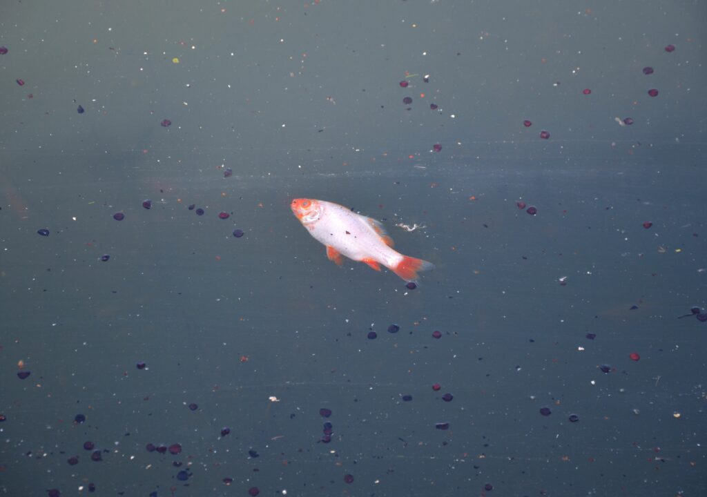 Koi carp is a decorative species of carp bred from its wild forms, which is bred for decorative purposes in garden ponds or pools. dead scared fish pond surface. lack of oxygen under the ice