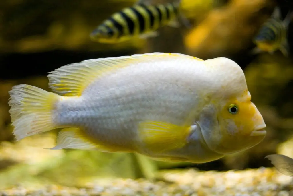 Midas Cichlid (Cichlasoma Citrinellum) fish swimming in the aquarium