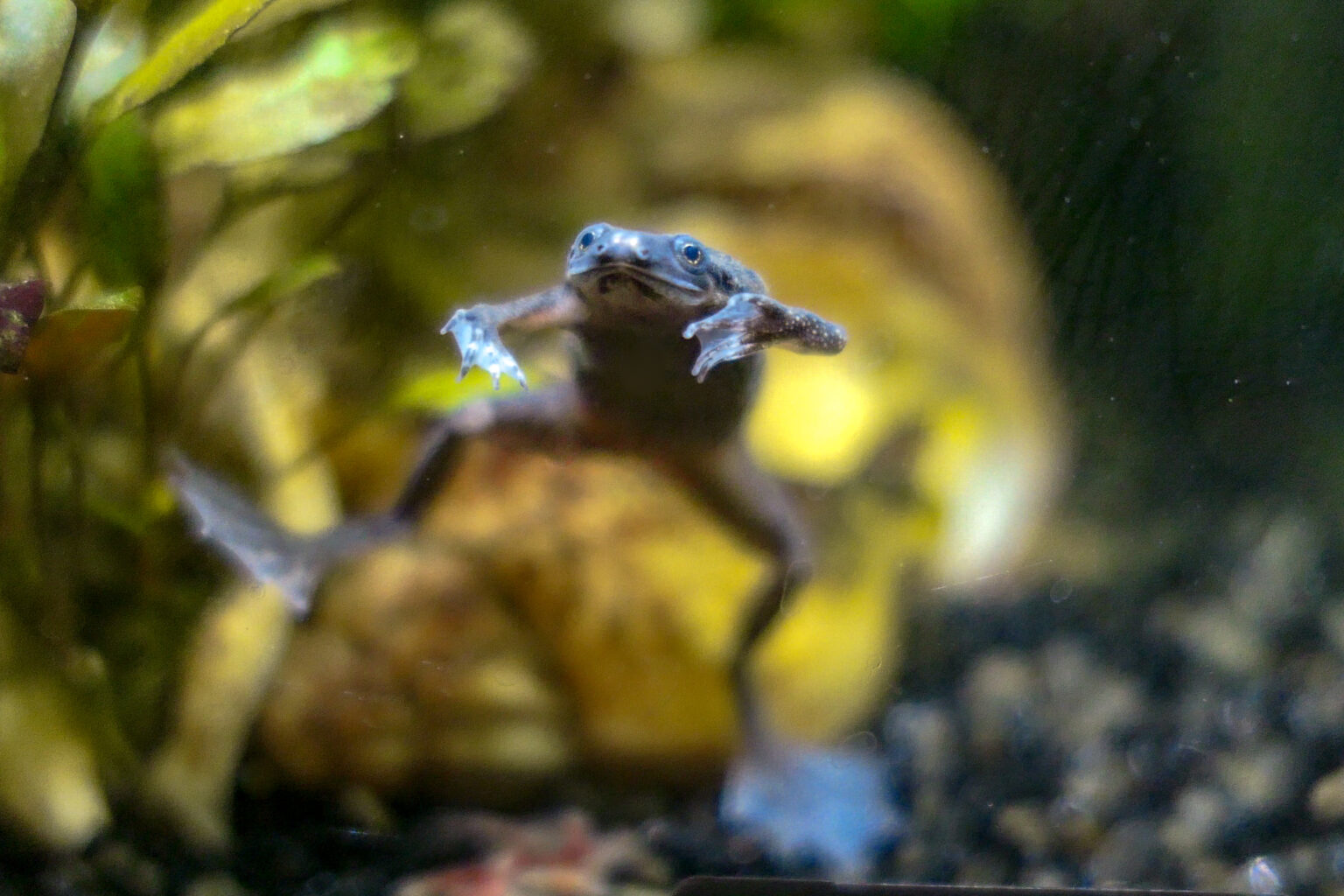 Can African Dwarf Frogs Live With Koi Fish? - Pond Heaven