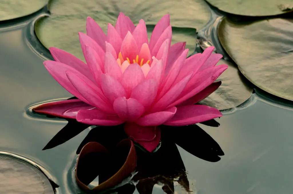 Pink Water Lilly floating in a pond.