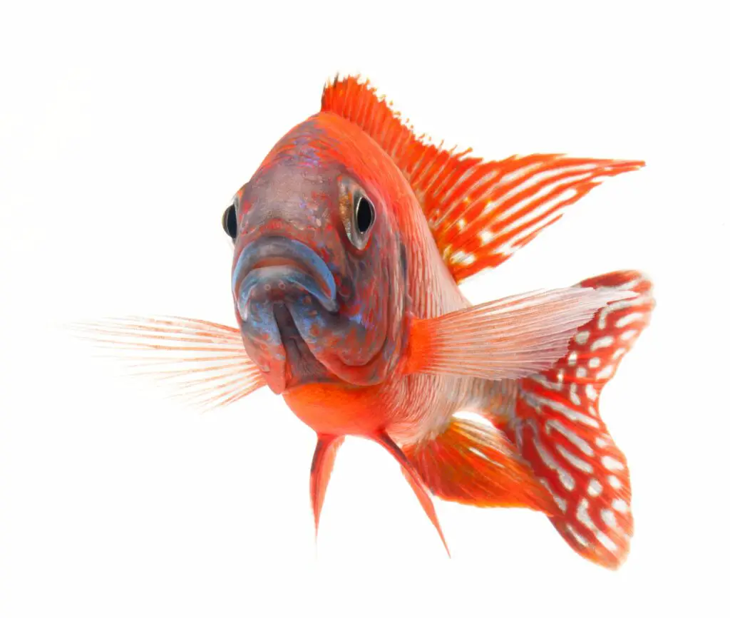 Red cichlid fish, ruby red peacock fish, isolated on white background