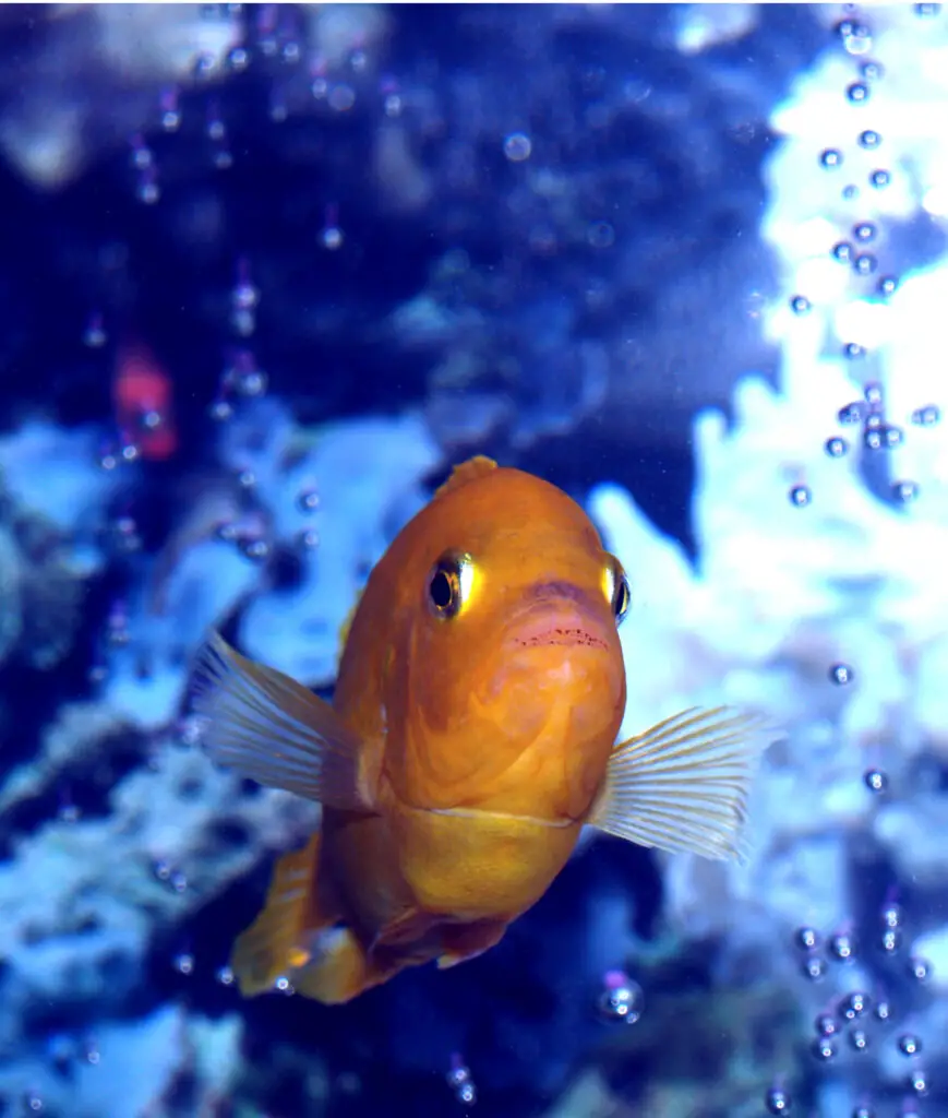 This is a head on view of the big boy. This is a male African Kenyi Cichlid. He has dropped all of the blue color that they are born with and he has even dropped his stripes. Dropping the stripes is a characteristic that I