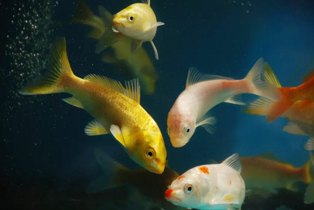 The colorful koi fishes or golden fish swim carefree in the aquarium.