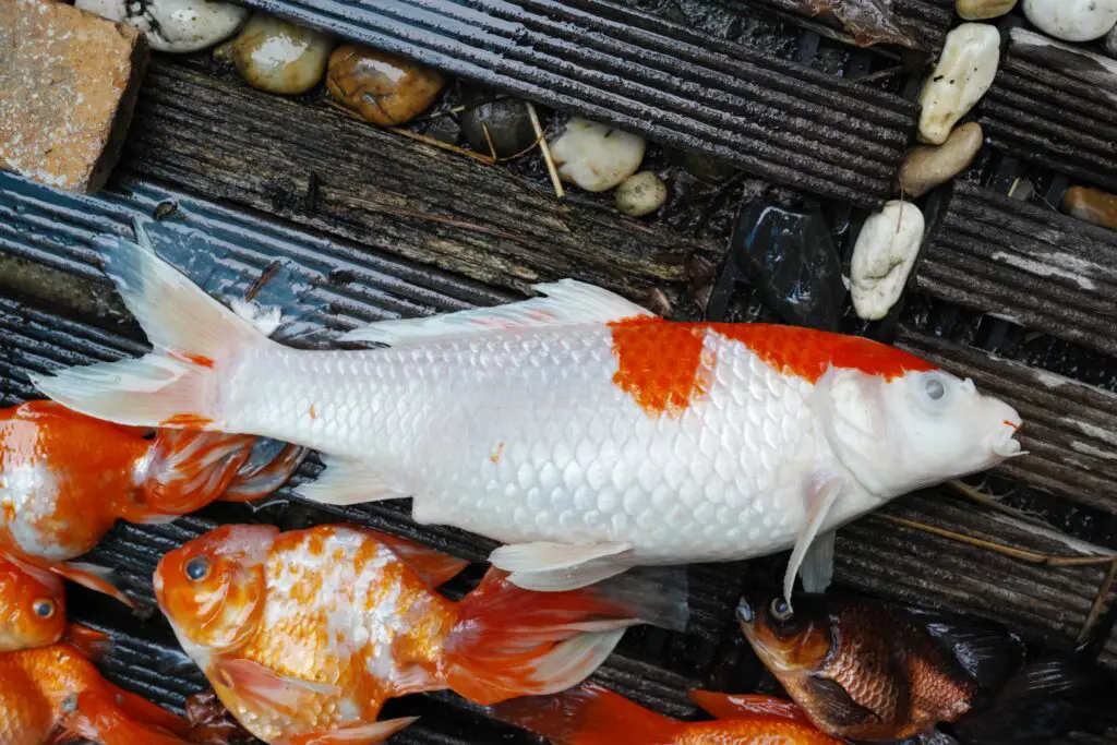 The dead carp fish put on the edge of the pond, due to the lot rain falling, as a contaminated rain, as a result as Fish kill.