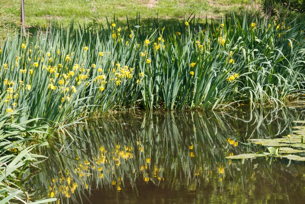 Yellow water iris blooming near a pond