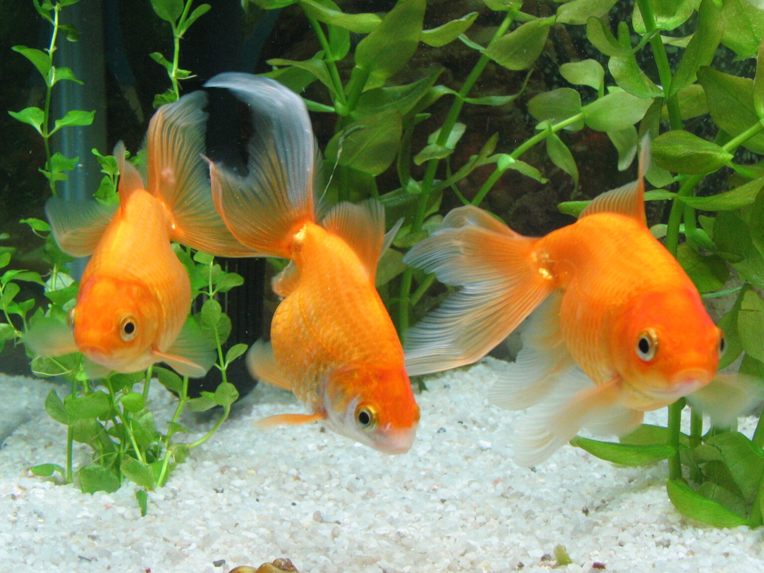 The Differences Between Koi And Goldfish: A Complete Comparison - Pond ...