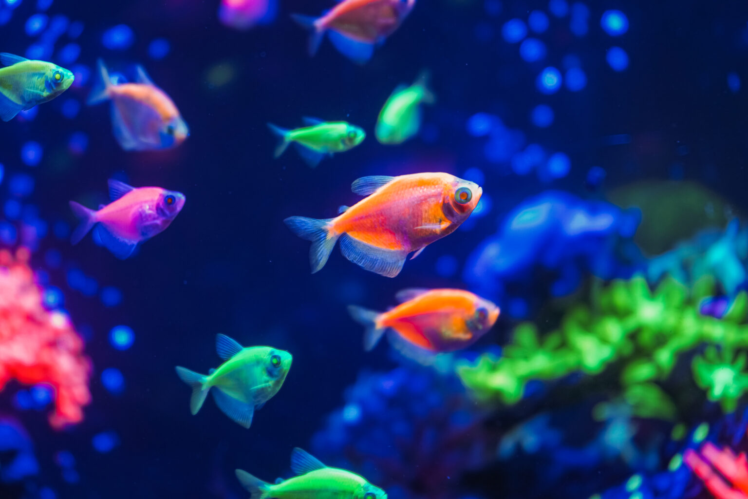 Can GloFish Live with Koi Fish? - Pond Heaven