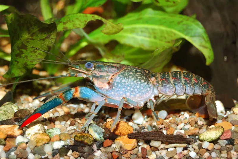 Can Crayfish Live With Koi? - Pond Heaven