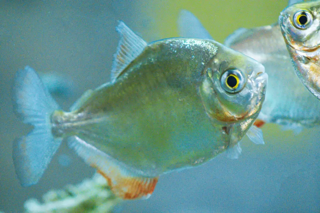 A large shiny Silver Dollar breed of tropical fish