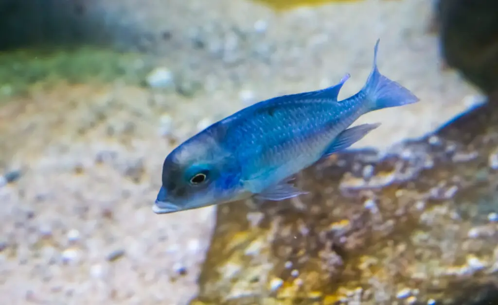 A blue Malawi dolphin cichlid fish also known as moorii, a cute and funny tropical pet that looks like a dolphin from malawi lake