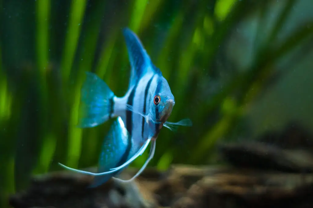 Blue Zebra Angelfish in tank fish Pterophyllum scalare