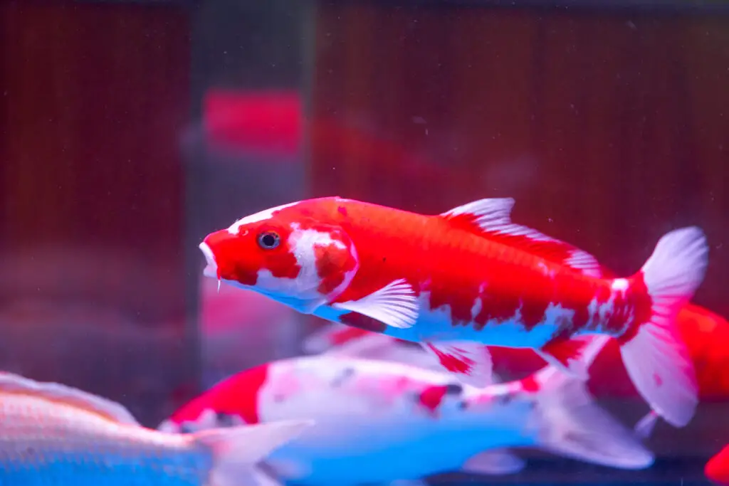 Close-up of big koi carp raised in professional fish tank.