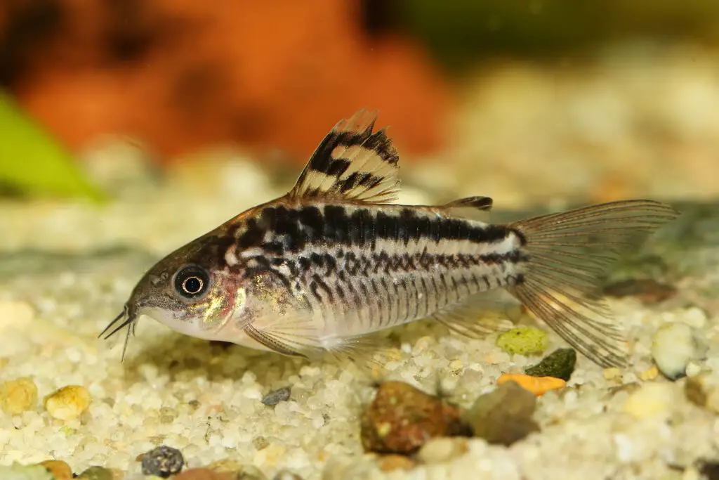 Elegant Corydoras Cory catfish Aquarium fish fish