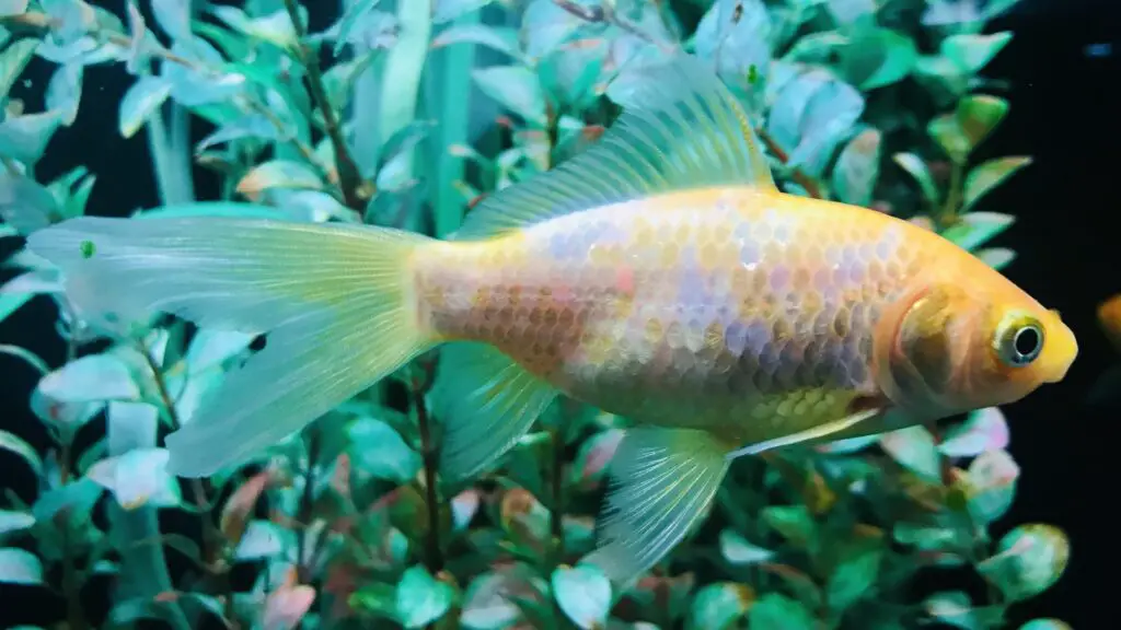 Golden and white color fish live in the black background aquarium tank with some aquatic plants.