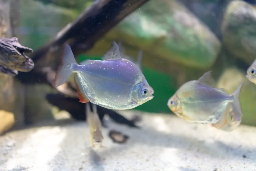 Silver Dollar fish, Metynnis lippincottianus swimming in aquarium