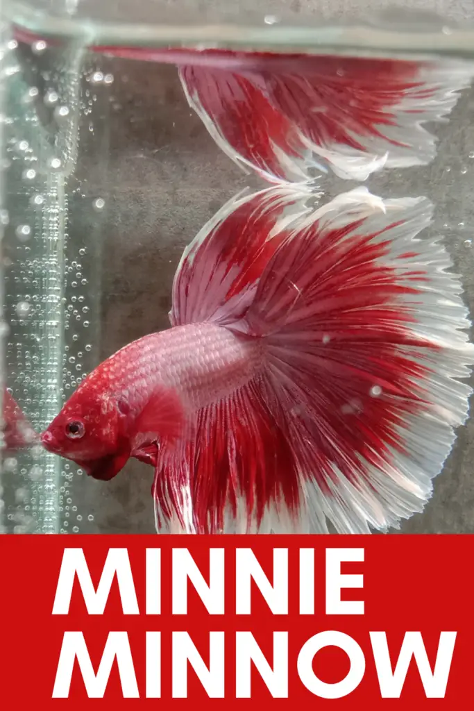 funny fish names for a red fish