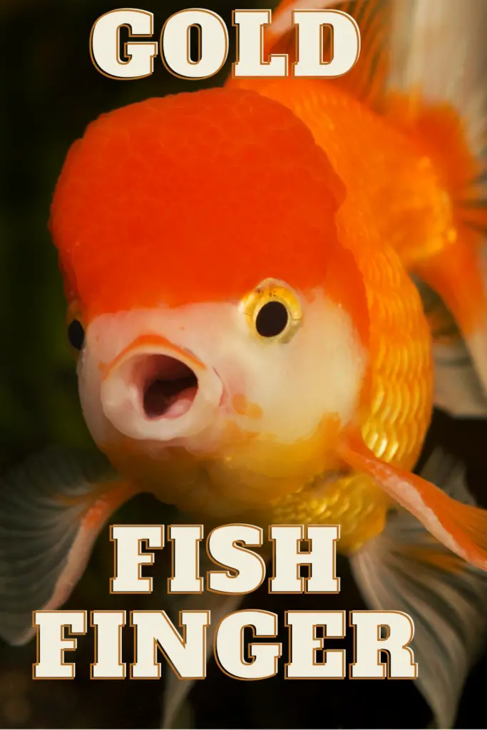Funny And Cool Fish Names