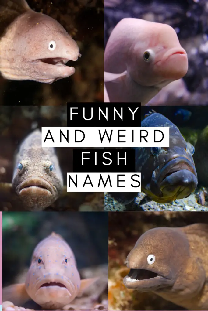 Funny And Weird Fish Names