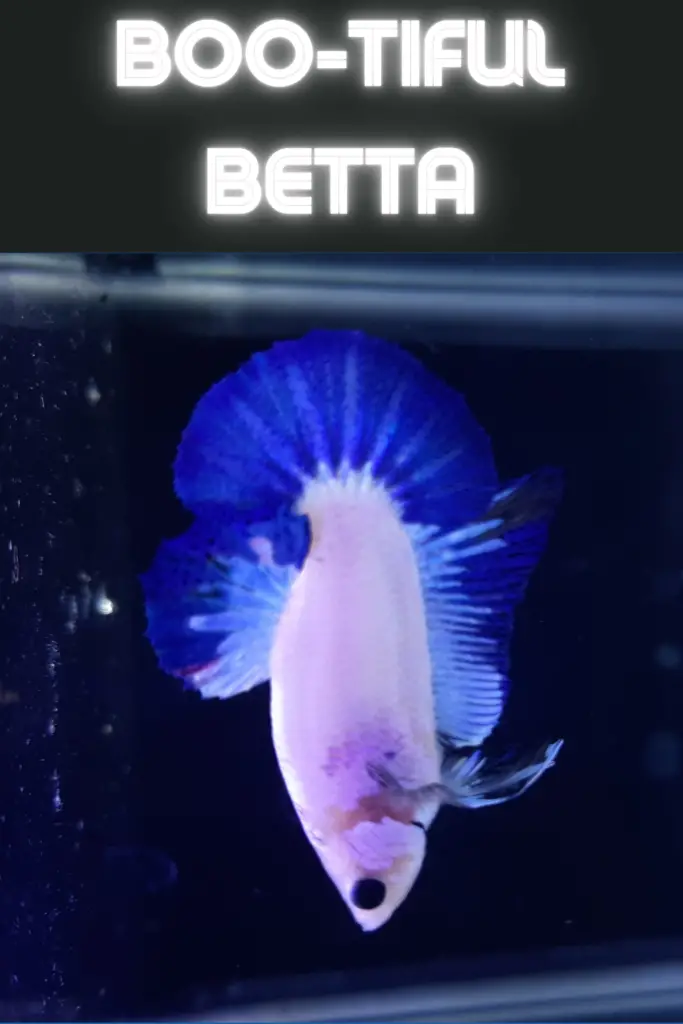 Funny Betta Fish Names