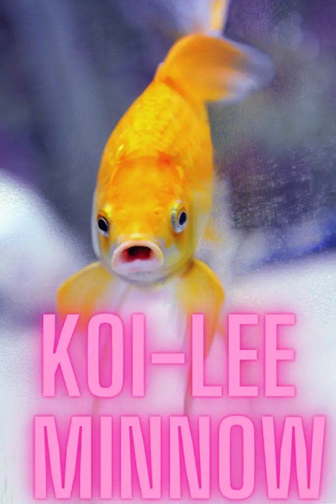 Funny Celebrity Fish Names